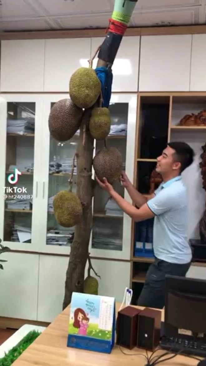 Không chỉ có cây mít mọc giữa nhà, cách đây không lâu, dân mạng còn rần rần cây mít mọc giữa văn phòng công ty. Ảnh: Yan