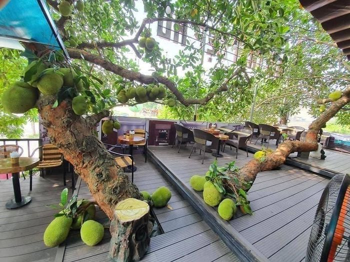 Một quán cà phê độc lạ ở Tuyên Quang cũng có cây mít mọc “hiên ngang” tại tầng hai từng gây xôn xao cõi mạng. Ảnh: Dân trí
