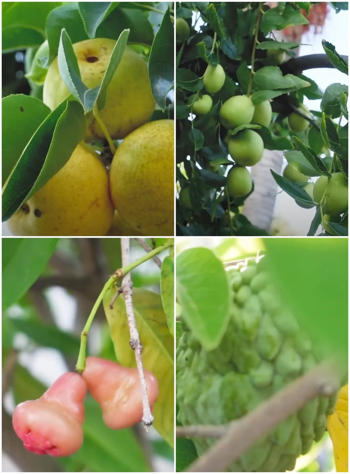 Các loại hoa trái trong khu vườn đều sum suê như táo, lê, bơ, quýt, vải, nhãn, táo tàu, mận, ổi, mãng cầu...