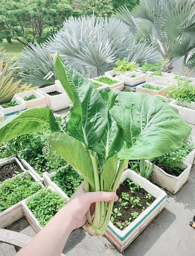 Trong nhà, Bảo Thy còn trồng một vườn rau xanh không thiêu thứ gì phục vụ bữa cơm gia đình. Ảnh: FBNV