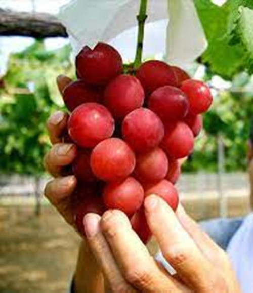 Nho Ruby Roman bắt đầu được trồng ở tỉnh Ishikawa (Nhật Bản) vào những năm 90 của thế kỷ trước. Một giống mới đã được đăng ký vào năm 2007. Ảnh: Facebook