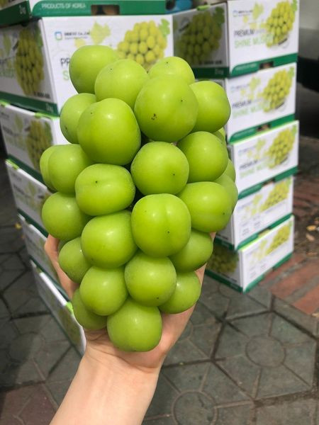 Tại Việt Nam, nho sữa xuất xứ từ Nhật Bản và Hàn Quốc đều được xếp vào loại trái cây cao cấp vì mức giá lên tới cả triệu đồng/kg. Không những thế, số lượng bán ra thị trường hạn chế nên khách mua thường phải đặt trước.