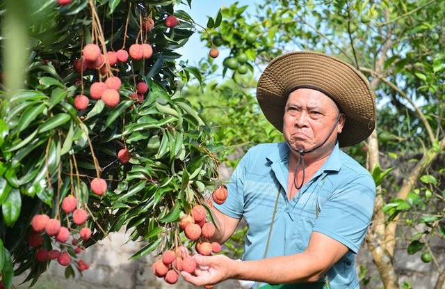 Trong vườn rộng hàng mẫu đất nhà ông Vi Văn Hiệu (thôn Hạ Long, xã Giáp Sơn, huyện Lục Ngạn, tỉnh Bắc Giang) có 4 cây vải không hạt đã đến độ thu hoạch. Ảnh: Tổ quốc