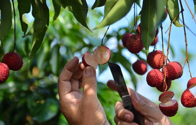 4 cây vải nhà ông Hiệu hiện cho sản lượng khoảng hơn 1 tạ. Ảnh: Tổ quốc