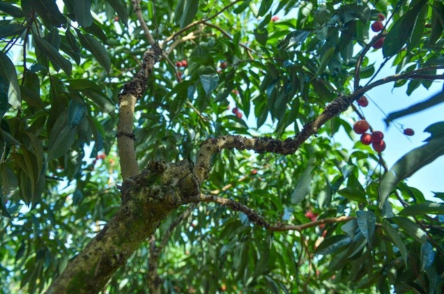 Cây vải thiều không hạt là thành quả tự chiết ghép của người nông dân tỉnh Bắc Giang từ giống cây của nước ngoài. Ảnh: Tổ quốc