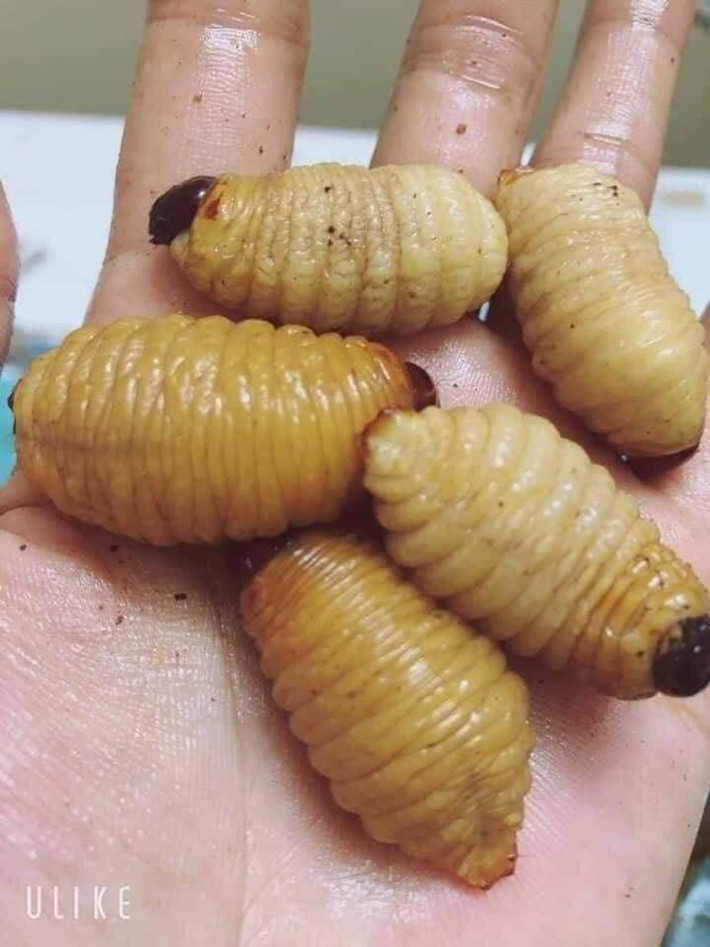 Nhộng cọ là một đặc sản được khai thác từ trong thân cây cọ. Đây là loài công trùng có hình dáng giống hệt đuông dừa. Ảnh: Facebook