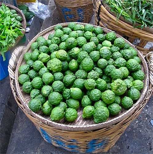 Ở Việt Nam, giống chanh lạ này được gọi là trúc (hoặc chúc), trồng nhiều ở vùng An Giang. Loại chanh này ít nước hơn chanh thường, nhưng rất thơm, vị chua. Ảnh: VTCNews