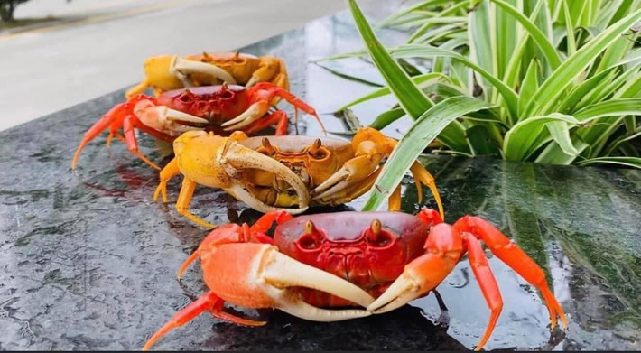 Bên cạnh cá cảnh, chim cảnh, thời gian gần đây thú chơi cua kiểng bắt đầu được ưa chuộng trong giới sinh vật cảnh ở Hà Nội. Ảnh: Cua Kiểng Shop