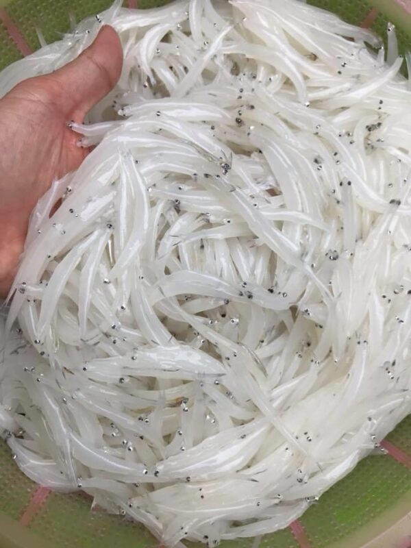 Cá không có xương, thân mềm và trắng như cọng bún tươi, có vị ngọt của cá sông tự nhiên, hoàn toàn không có mùi tanh. Ảnh: Benhaisan