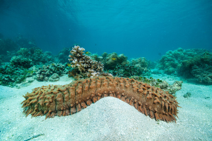 Hải sâm hay còn gọi là dưa chuột biển (sea cucumber) bởi thân hình của nó giống y hệt quả dưa chuột. Dưa chuột thường có giá dưới 3 USD (khoảng 60.000 đồng) một kg. Nhưng dưa chuột biển giá có thể tới hơn 3.000 USD (gần 70 triệu đồng).