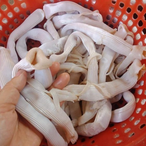 Sá sùng còn được gọi là sâm đất hay “món nhà giàu” là một loại hải sản xuất hiện phổ biến nhất ở vùng biển Vân Đồn, Móng Cái (Quảng Ninh), Hải Phòng, Cam Ranh (Khánh Hòa), Cần Giờ (TP HCM).