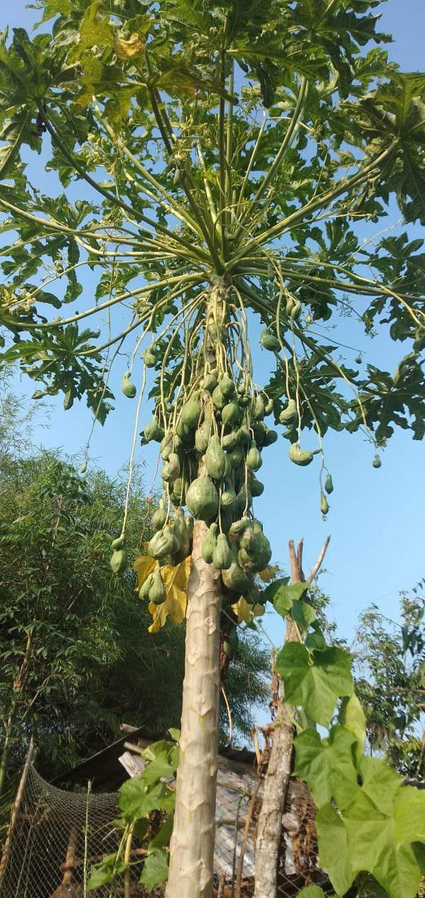 Người dùng mạng xã hội từng được phen thảng thốt khi chứng kiến cây đu đủ đực ra quả như "con đàn cháu đống". Ảnh: Đinh Xuân Hảo