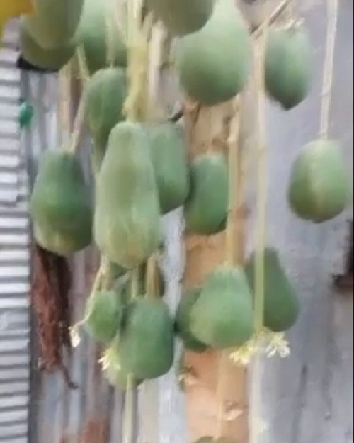 Mới đây, mạng xã hội xuất hiện một cây đu đủ dị biệt thu hút sự chú ý của cư dân mạng. Ảnh chụp màn hình