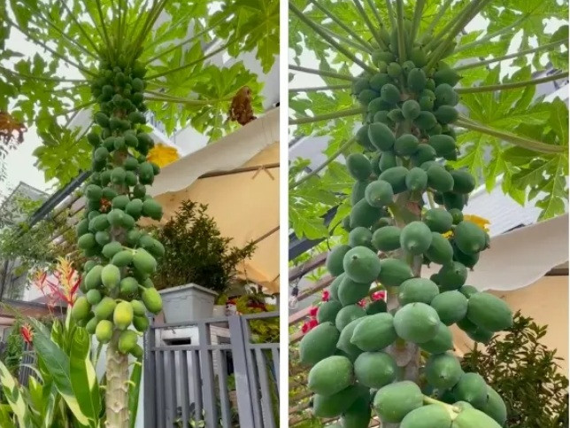 Một cây đu đủ ra quả như "con đàn cháu đống" khác từng gây bão cộng đồng mạng. Ảnh: Facebook