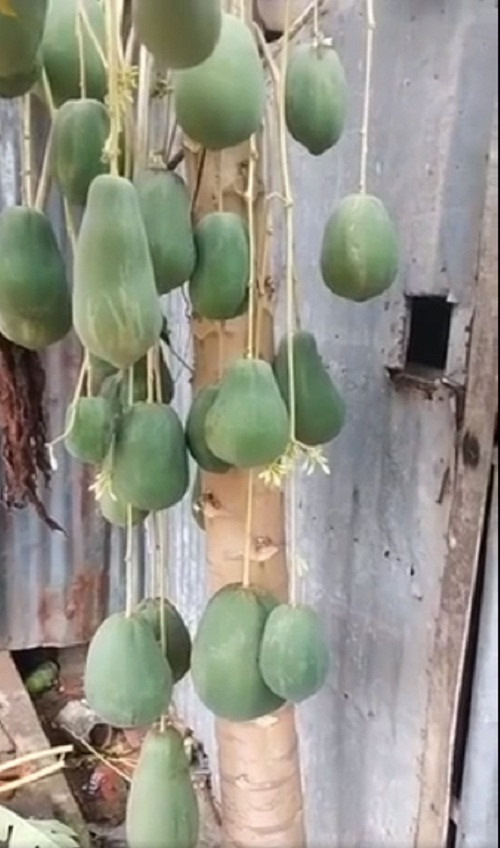 Quả đu đủ nào cũng to và như được treo bằng một sợi dây dẻo dai, chắc chắn.