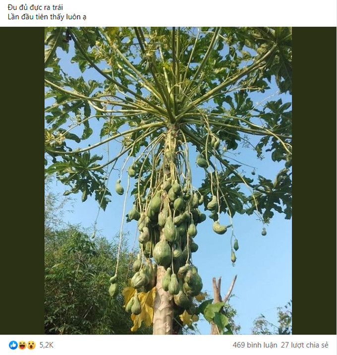Một cây đủ đủ đực đột biến cho trái sai trĩu quả khiến dân mạng xôn xao. Ảnh: Facebook