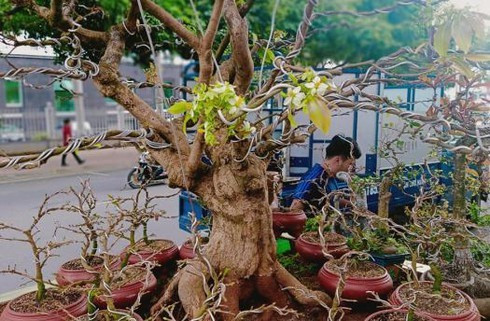Xuất hiện tại chợ hoa Đắk Lắk (TP. Buôn Ma Thuột) đầu năm 2020, cây mai đột biến, có tuổi đời khoảng 80 năm được rao bán với giá 200 triệu đồng. Ảnh: Vietnamnet