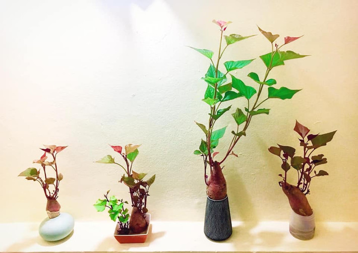 Bạn có thể trồng khoai lang bonsai để trang trí cho bức tường trống trải.