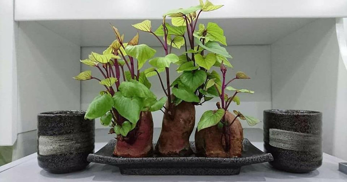 Bonsai khoai lang được người dùng chia sẻ trên khắp các diễn đàn, nhóm yêu cây cảnh.