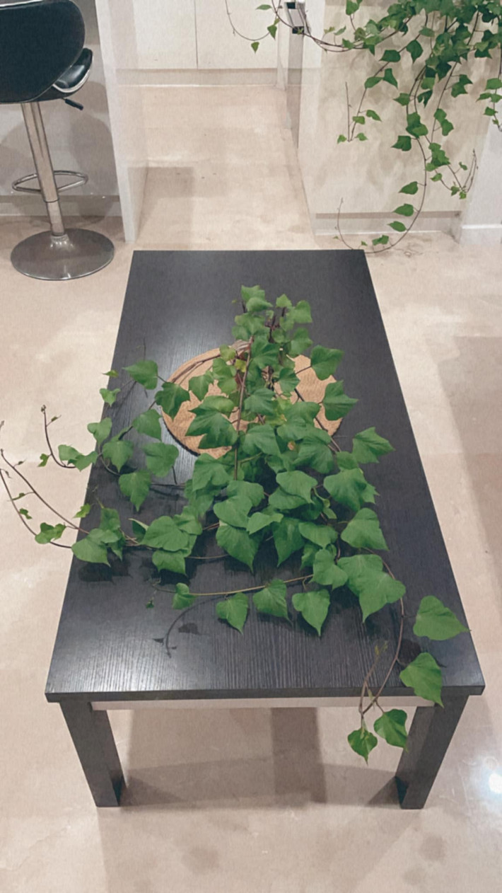 Mới đây, không rõ vì lý do nào đó mà bonsai khoai lang bỗng hot trở lại.