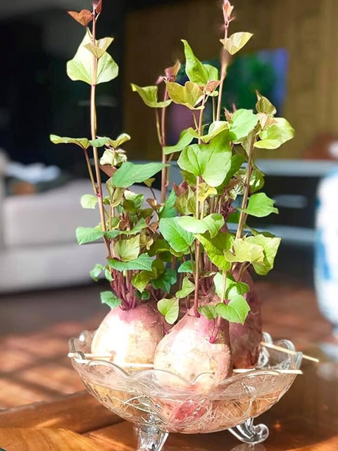 Chậu khoai lang bonsai cực xin xắn trong phòng khách. Nguồn ảnh: Facebook.
