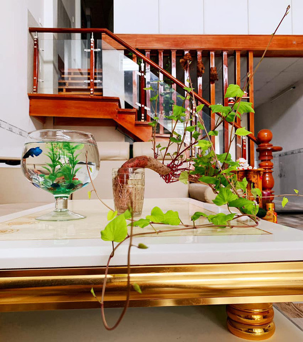 Bonsai khoai lang tạo thế ấn tượng.