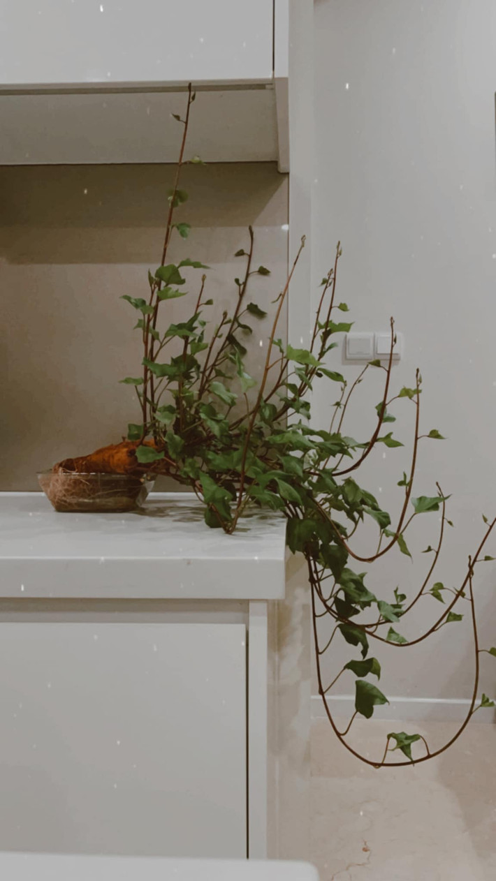 Khoảng 3 năm trước, "lang đột biến" hay còn gọi là khoai lang bonsai trở thành thú chơi "làm mưa làm gió" trên mạng xã hội, đặc biệt là dân văn phòng.