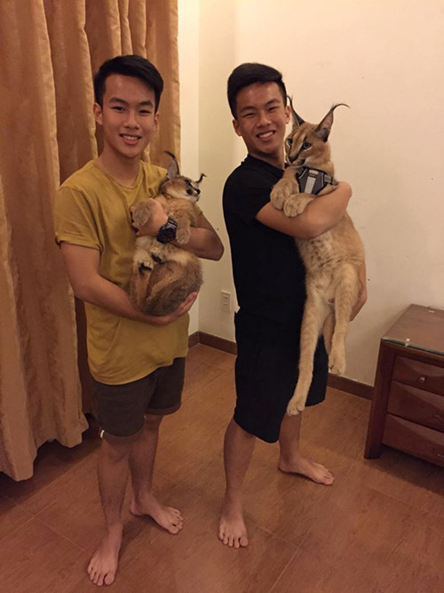 Những con vật Huy nuôi phải kể đến giống mèo Linh miêu trị giá 200 triệu; cá rồng 150 triệu cùng các động vật khác như đại bàng, rồng Nam Mỹ, chim cảnh, gấu mèo…Ảnh: Vietnamnet