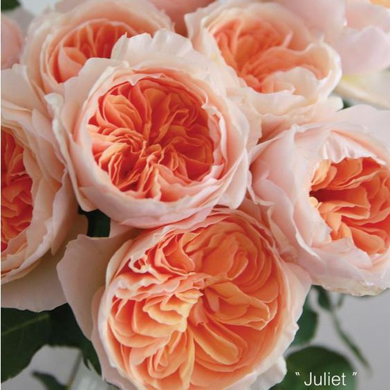 Hồng Juliet là sự kết hợp giữa kiểu hoa truyền thống, cánh hoa dày đan xen nhau tròn trịa với một màu sắc trẻ trung hiện đại. Vì vậy, hồng Juliet có giá đến 15 triệu USD/bó. Ảnh: Getty Image