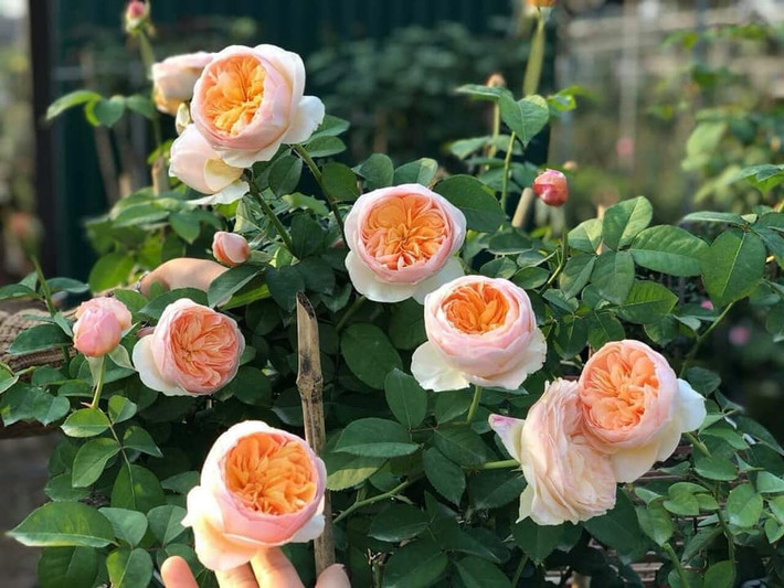 Lần đầu tiên được giới thiệu tại Chelsea Flower Show 2006, Hồng Juliet đã tạo nên một cơn bão bởi sự sang trọng và vẻ đẹp của nó. Ảnh: Getty Image