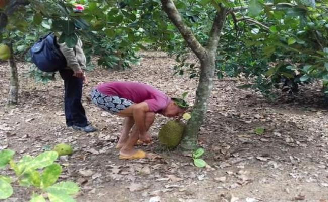 Tại Việt Nam, nghề ngửi mít thuê có thể kiếm được cả triệu đồng mỗi ngày.