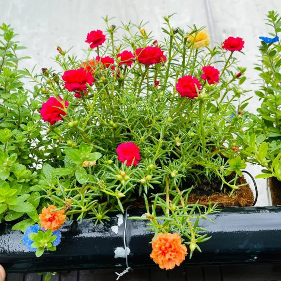Hoa mười giờ đua nhau khoe sắc. Ảnh: FBNV