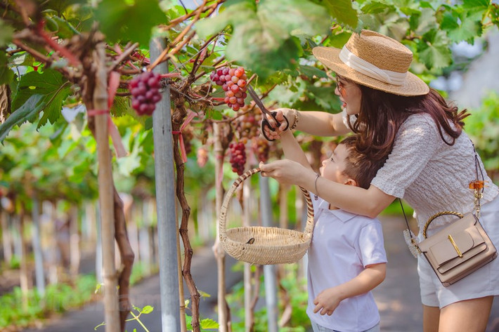Hiện tại, vườn nho đang mở cửa miễn phí, du khách vào cổng không mất vé tham quan. Ảnh: Vietnam+