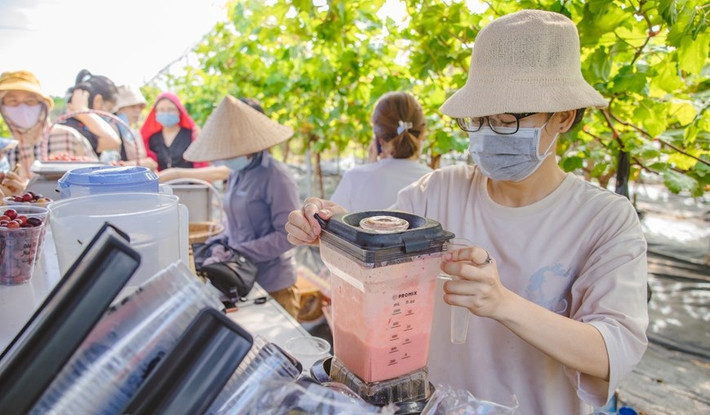 Vườn nho còn trực tiếp bán sinh tố nho hoặc dâu cho khách có nhu cầu. Ảnh: Vietnam+