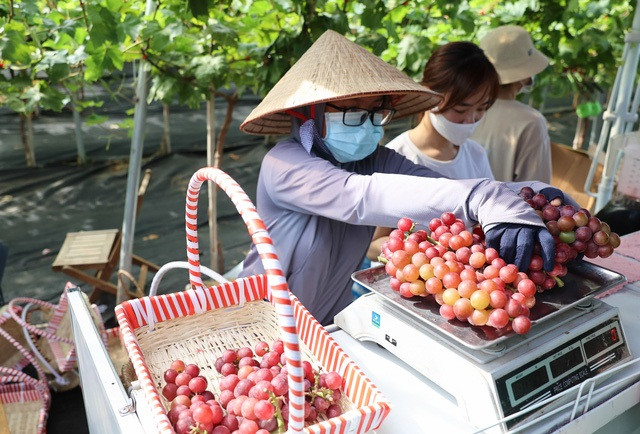 Sau khi hái, nho sẽ được cân trực tiếp với giá 200.000/kg. Ảnh: Tổ quốc