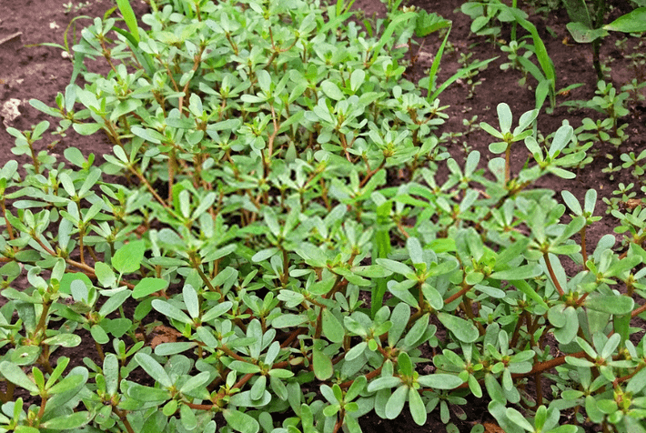 Dù được gọi là rau, nhưng ở Việt Nam, người ta thường chỉ coi cây sam như là rau dại, rất ít khi dùng để nấu ăn. Thậm chí ở nhiều nơi còn dùng rau sam làm thức ăn cho bò, lợn.