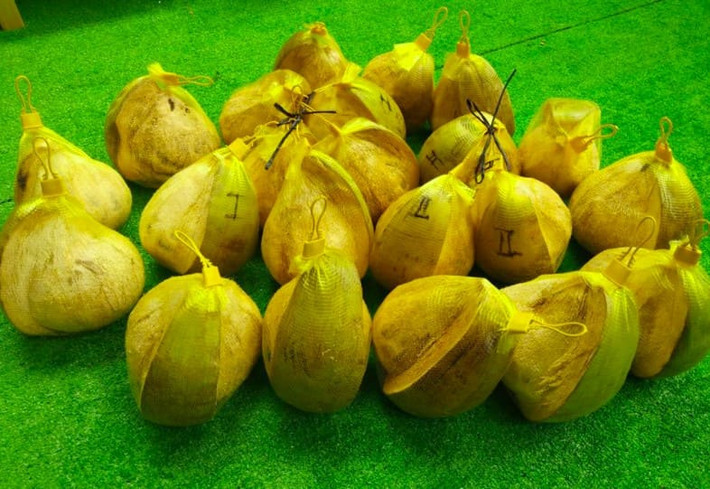 Hiện nguồn cung dừa sáp chủ yếu ở Trà Vinh, nơi có vùng chuyên canh dừa sáp và rải rác ở một số tỉnh miền Tây.