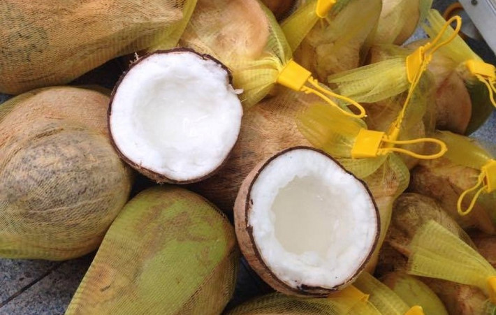Mấy năm gần đây, dừa sáp nổi lên như một loại nông sản độc lạ, giá cao chót vót, gấp hàng chục lần dừa thường.