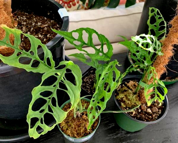 Những chiếc lá đầy lỗ lạ mắt là điều khiến nó trở nên độc đáo và hấp dẫn. Hiện tại, một cây Monstera Obliqua có giá 3.000 USD. Ảnh: Printest.