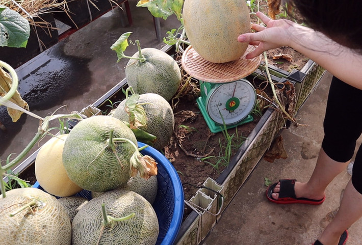Các loại dưa lưới, quả to ăn thơm giòn ngọt.