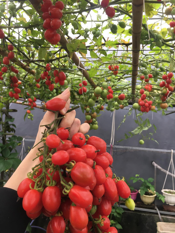 Khu vườn sân thượng của chị Thắm được chăm sóc theo mô hình hữu cơ gần như 100%, phân bón do mình tự ủ là chính.