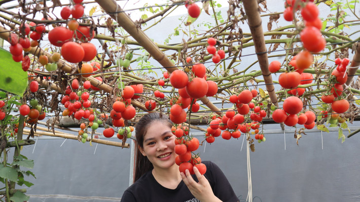 Vừa qua, chia sẻ trên group Yêu Bếp, chị Thắm (fb Đỗ Thắm) cho biết mình là cô gái "đến năm 26 tuổi chưa biết trồng cây" nhưng đến thời điểm hiện tại, chị đã sở hữu một khu vườn sân thượng đủ loại cây trái.