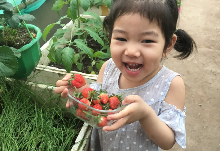 Sau một thời gian chinh phục cây dâu tây, chị Thắm và các con đã được hái ăn những quả dâu tây do mình trồng ra.