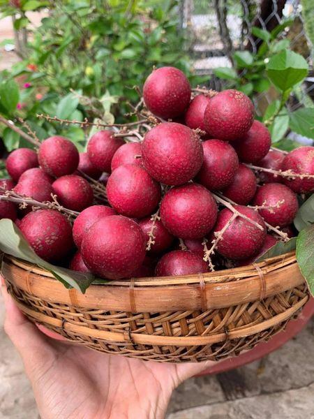 Giống nhãn đột biến này được phát hiện đầu tiên tại vườn nhà ông Trần Văn Huy, trú tại ấp Phong Thạnh, xã Phong Nẫm, huyện Kế Sách (Sóc Trăng). Ảnh: Facebook