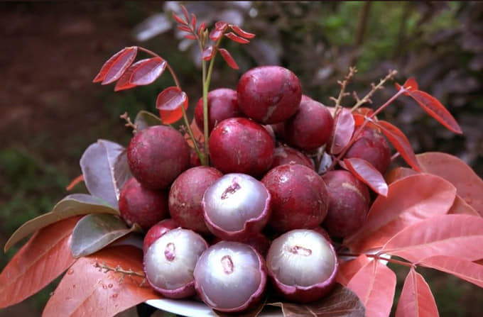 Thời gian gần đây, trên thị trường bỗng xuất hiện loại nhãn lạ, được coi là "độc lạ nhất Việt Nam", đó là giống nhãn tím. Ảnh: Facebook