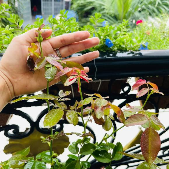 Trên trang cá nhân, người đẹp gốc Quảng Ngãi hé lộ ban công xanh mướt, ngập tràn các loại hoa. Ảnh: FBNV