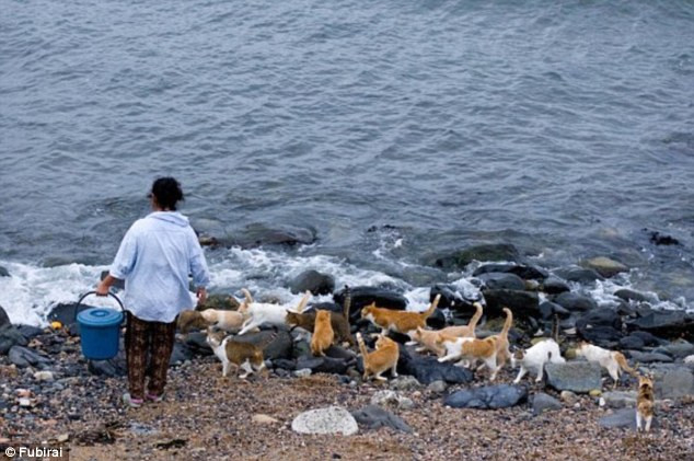 Làng Ishinomaki (Nhật Bản) được mệnh danh là thánh địa của loài mèo. Nơi đây, loài chó bị cấm tiệt. Số lượng mèo đông gấp nhiều lần so với người dân tại đây. Hàng ngày, người dân mang thức ăn vung ra khắp nơi để hàng trăm chú mèo đến ăn.