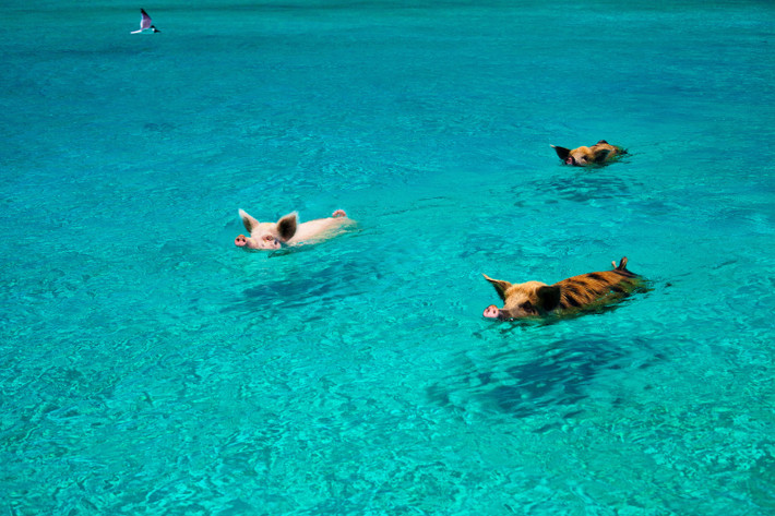 Ở hòn đảo không người Big Major Cay (Bahamas), có những chú heo hoang dã tung tăng chơi đùa với nhau. Chúng tự học cách sinh tồn và phát triển thành bầy đàn. Những chú heo này thường bơi quanh những tàu để kiếm thức ăn hoặc xin thức ăn từ những chiếc thuyền du lịch.