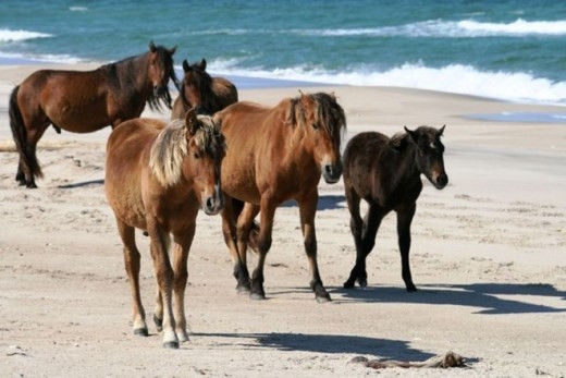 Trên hòn đảo dài 60km nằm phía bờ biển Tây Delmarva, bang Maryland tại Mỹ có loài ngựa hoang Assateague sinh sống. Được biết hòn đảo này hoàn toàn hoang dã, không người ở. Trên hòn đảo này, những con ngựa sinh sôi và phát triển một cách tự nhiên và chúng được biết đến dưới cái tên Chincoteague.