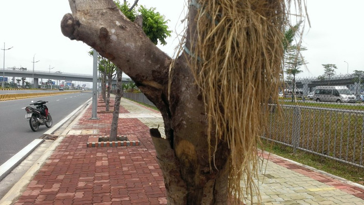 Tuy nhiên, thời gian trở lại đây, bất cứ ai ra vào sân bay Nội Bài cũng có thể bắt gặp hình ảnh hàng loạt những cây trong ven đường đang bị chết khô.